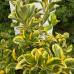 Бересклет / Euonymus japonica Elegant Aureus