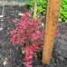 Барбарис тумберга / Berberis thunbergii Fire Ball
