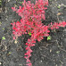 Барбарис тумберга / Berberis thunbergii Fire Ball