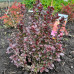 Барбарис тумберга / Berberis thunbergii Concorde