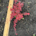 Барбарис тумберга / Berberis thunbergii Fire Ball