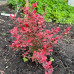Барбарис тумберга / Berberis thunbergii Fire Ball