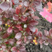 Барбарис тумберга / Berberis thunbergii Concorde