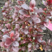 Барбарис тумберга / Berberis thunbergii Concorde