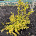 Барбарис тумберга / Berberis thunbergii Golden Dream