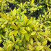 Барбарис тумберга / Berberis thunbergii Golden Dream