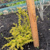 Барбарис тумберга / Berberis thunbergii Golden Dream