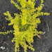 Барбарис тумберга / Berberis thunbergii Golden Dream