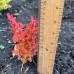 Барбарис тумберга / Berberis thunbergii Orange Ice