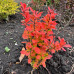 Барбарис тумберга / Berberis thunbergii Orange Ice