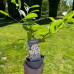 Магнолія Стелата (Magnolia stellata)