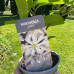Магнолія Стелата (Magnolia stellata)