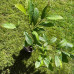 Магнолія Стелата (Magnolia stellata)