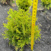 Туя Міріам h - 20 - 25 cm, d - 15 cm