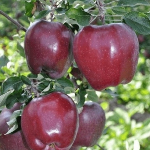 Яблуня Кінг Роат Ред Делішес (King Roat Red Delicious)