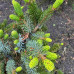 Ялина біколор / Picea bicolor Howels Dwarf Tigertall
