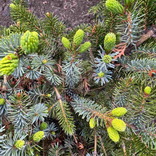 Ялина біколор / Picea bicolor Howels Dwarf Tigertall