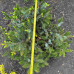 Ялина біколор / Picea bicolor Howels Dwarf Tigertall