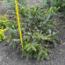 Ялина біколор / Picea bicolor Howels Dwarf Tigertall