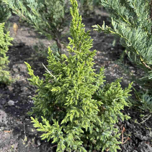 Ялівець Лускатий Лодері / Juniperus squamata ‘Loderi