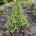 Ялівець Лускатий Лодері / Juniperus squamata ‘Loderi