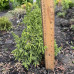 Ялівець Лускатий Лодері / Juniperus squamata ‘Loderi