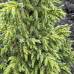 Ялівець Лускатий Лодері / Juniperus squamata ‘Loderi