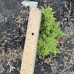 Ялівець Лускатий Лодері / Juniperus squamata ‘Loderi