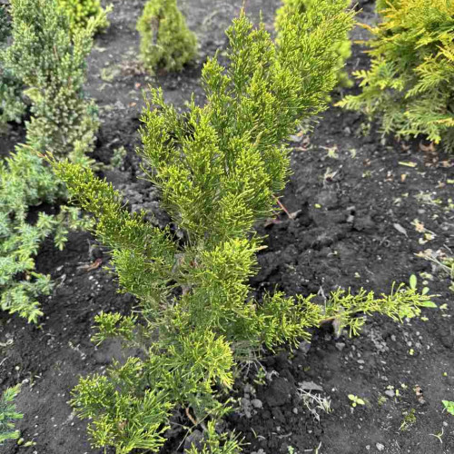 Ялівець Мінт Джуліп / Juniperus Mint Julep