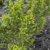 Ялівець Мінт Джуліп / Juniperus Mint Julep