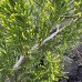 Ялівець Мінт Джуліп / Juniperus Mint Julep