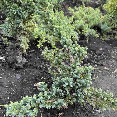 Ялівець Блю Компакт / Juniperus Blue Compact