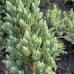 Ялівець Блю Компакт / Juniperus Blue Compact