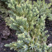 Ялівець Блю Компакт / Juniperus Blue Compact