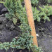 Ялівець Блю Компакт / Juniperus Blue Compact