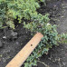 Ялівець Блю Компакт / Juniperus Blue Compact