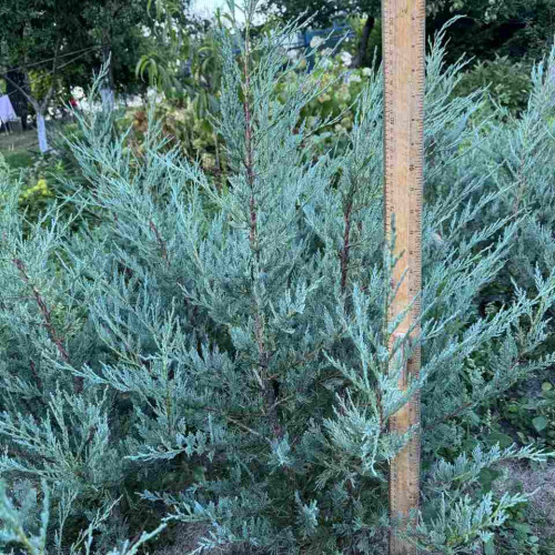 Ялівець Мунглоу / Juniperus scopulorum ‘Moonglow’