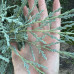 Ялівець Мунглоу / Juniperus scopulorum ‘Moonglow’