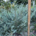 Ялівець Мунглоу / Juniperus scopulorum ‘Moonglow’