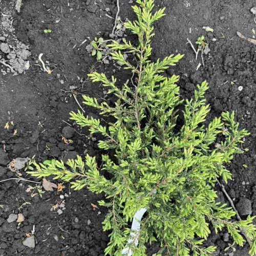 Ялівець Репанда / Juniperus communis Repanda