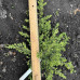 Ялівець Репанда / Juniperus communis Repanda