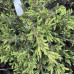 Ялівець Репанда / Juniperus communis Repanda
