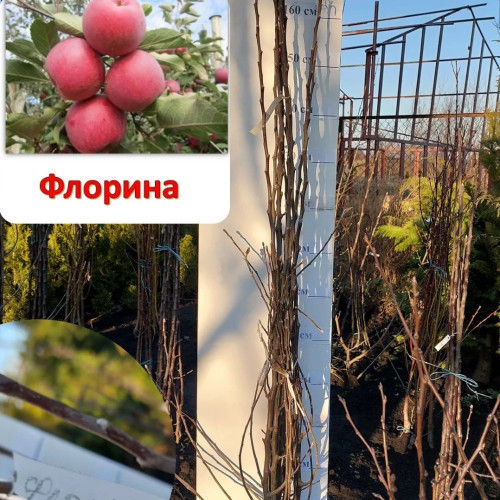 Яблуня Флорина