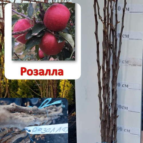 Яблуня Розалла
