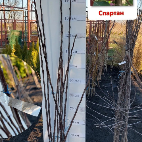 Яблуня Спартан