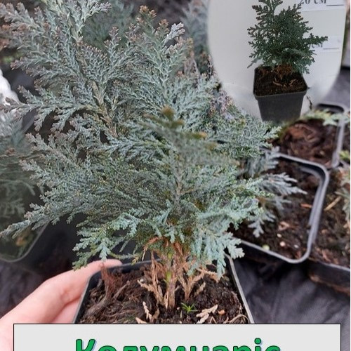 Кипарис Колумнаріс