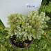 Ялиця корейська / Abies koreana Kohouts Ise Breaker