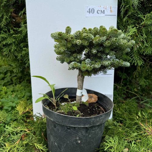 Ялиця корейська / Abies koreana Kohouts Ise Breaker