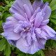 Гібіскус сирійський / Hibiscus syriacus Blue Chiffon 