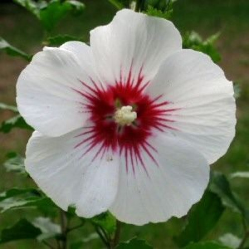 Гібіскус сирійський / Hibiscus syriacus Lady Stanley